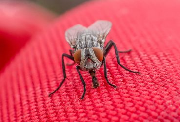 red_fly_1536x1024_web